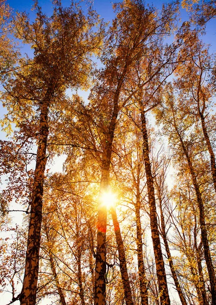 Herbstlandschaft Der Bäume Und Des Himmels — Stockfoto