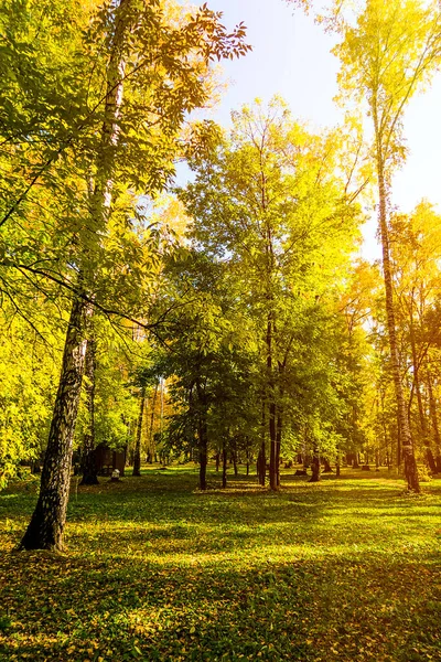 Herbstlandschaft Des Waldes Sonnigen Tag — Stockfoto