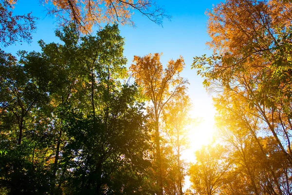 Paisaje Otoñal Los Árboles Cielo —  Fotos de Stock