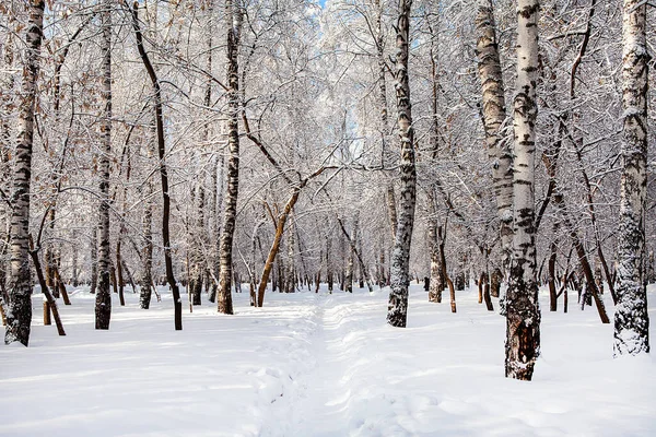 Paesaggio Invernale Nella Giornata Soleggiata — Foto Stock