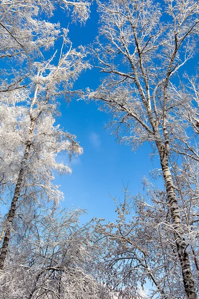 青い空の雪の中の木背景 — ストック写真