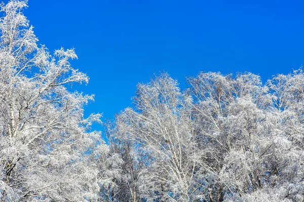 Árvores Neve Céu Azul Fundo — Fotografia de Stock