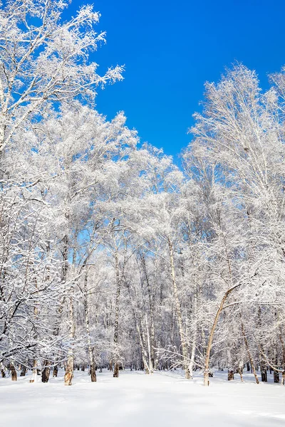 Winterlandschaft Sonnigen Tag — Stockfoto