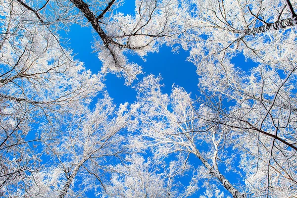 Árvores Neve Céu Azul Fundo — Fotografia de Stock