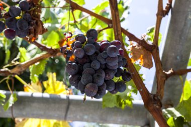 Üzüm Cabernet Sauvignon sulu olgun demet. Üzüm bağları, Yunanistan