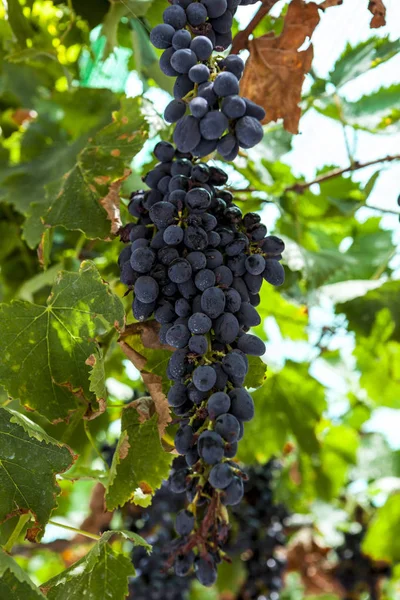 Bando Uvas Maduras Suculentas Cabernet Sauvignon Vinhas Grécia — Fotografia de Stock