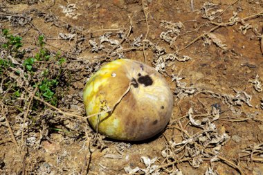 Kuraklık karpuz alanları. Çürük meyve