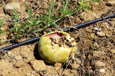Kuraklık karpuz alanları. Çürük meyve