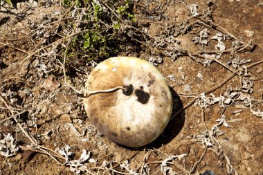 Kuraklık karpuz alanları. Çürük meyve