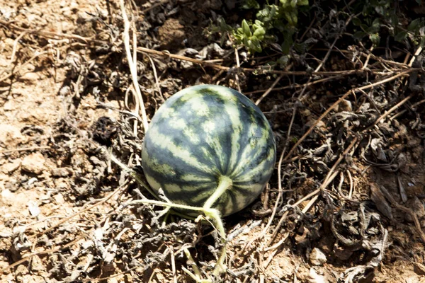Drought in watermelon fields. Rotten fruit