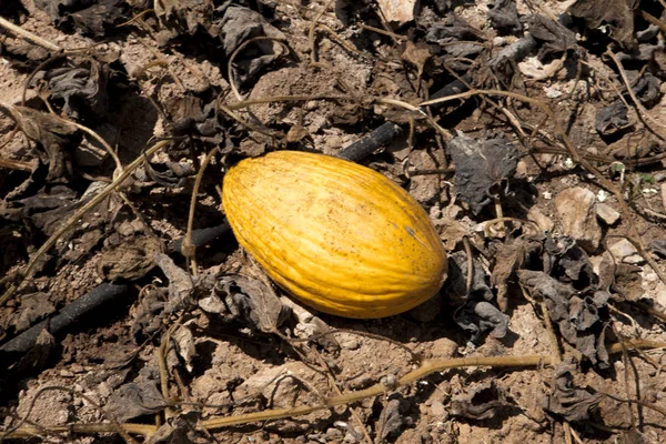 Drought in melon fields. Rotten fruit