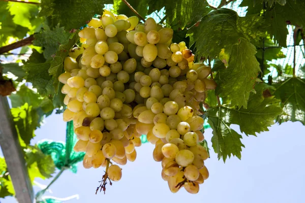 Lédús Érett Csomó Szőlő Chardonnay Szőlőültetvények Görögország — Stock Fotó