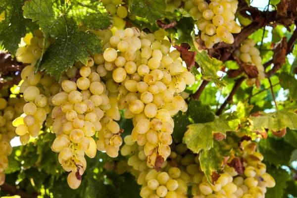 Juicy Ripe Bunch Grapes Chardonnay Vineyards Greece — Stock Photo, Image