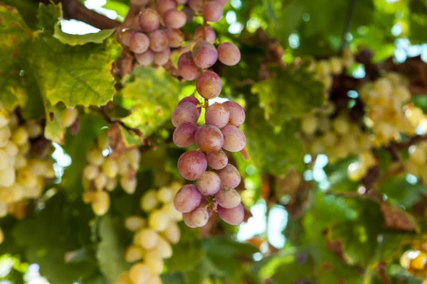 Juicy Ripe Bunch Grapes Pink Muscat Vineyards Greece — Stock Photo, Image
