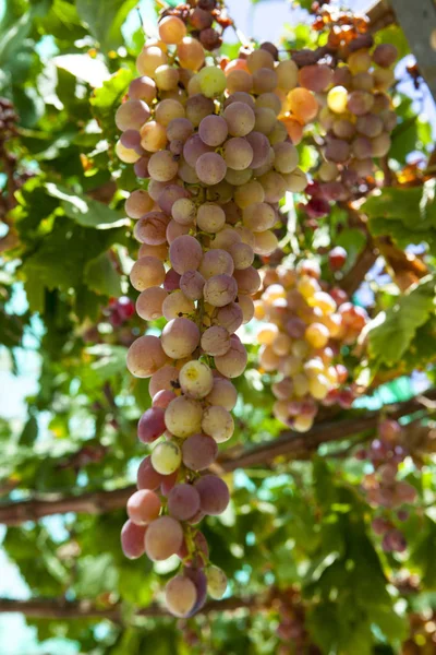 Lédús Érett Csomó Szőlő Pink Muscat Szőlőültetvények Görögország — Stock Fotó