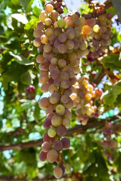 Juicy Ripe Bunch Grapes Pink Muscat Vineyards Greece — Stock Photo, Image