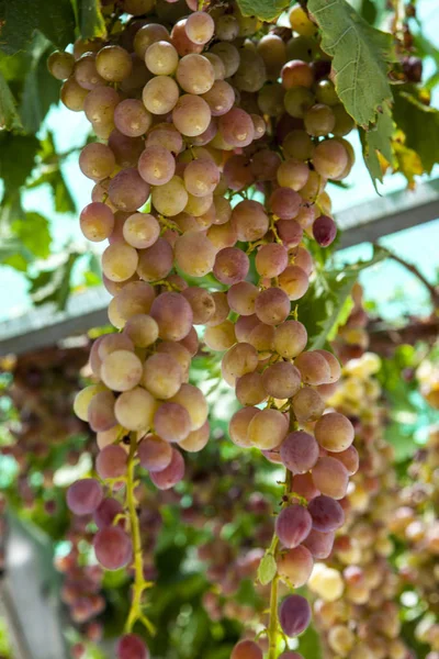 Bouquet Raisins Mûrs Juteux Muscat Rose Les Vignobles Grèce — Photo