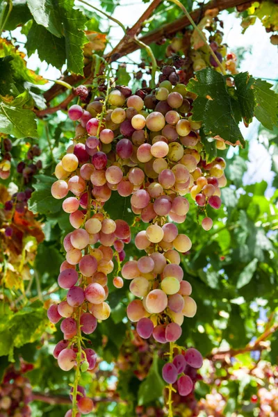 Juicy Ripe Bunch Grapes Pink Muscat Vineyards Greece — Stock Photo, Image