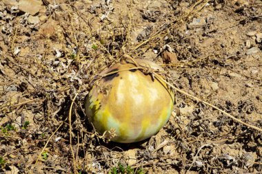 Kuraklık karpuz alanları. Çürük meyve