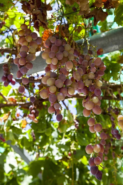 Соковиті Стиглі Грона Винограду Рожевий Muscat Виноградники Греції — стокове фото