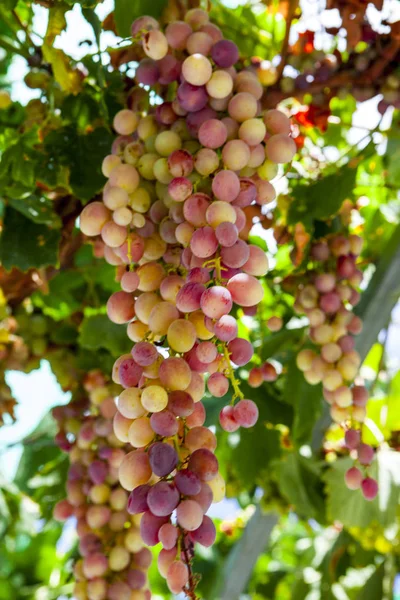 Bouquet Raisins Mûrs Juteux Muscat Rose Les Vignobles Grèce — Photo