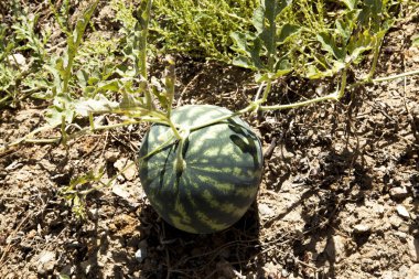 Kuraklık karpuz alanları. Çürük meyve