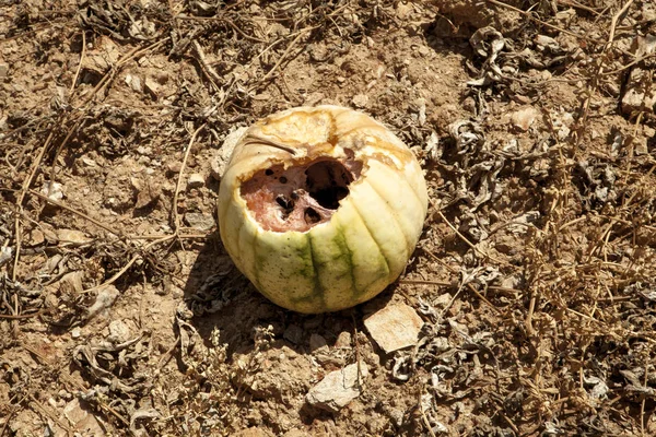 Drought in watermelon fields. Rotten fruit