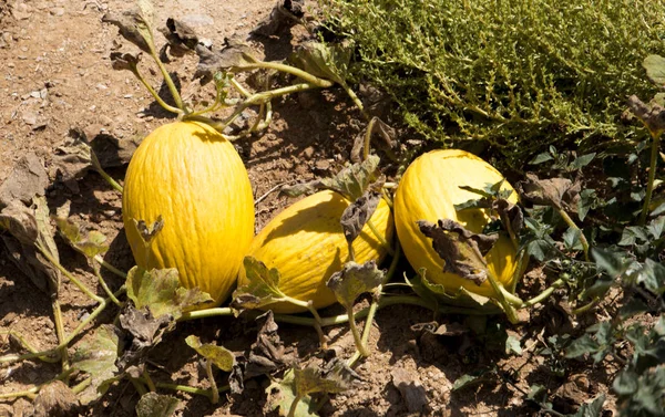 Drought in melon fields. Rotten fruit