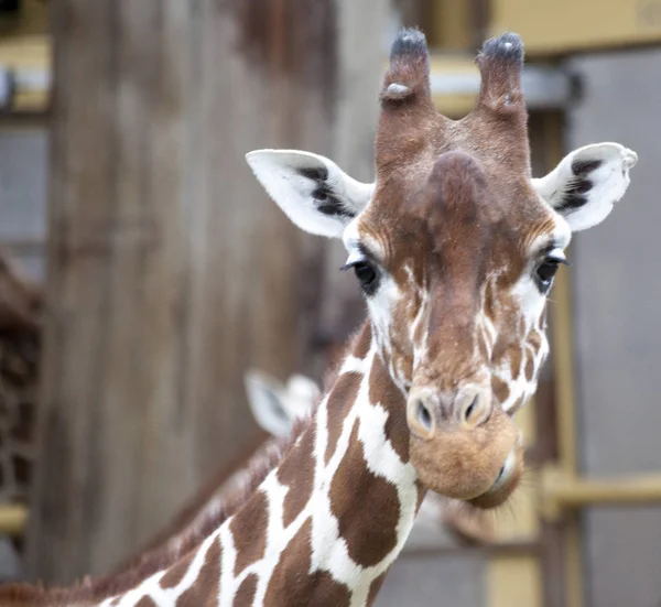 Testa Giraffa Adulta Primo Piano Giraffa Nella Voliera Dello Zoo — Foto Stock