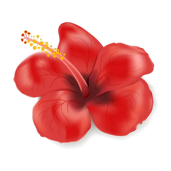 Hibiscus Blomma Realistisk Stil Isolerad Vit Bakgrund Vektorillustration Med Röd — Stock vektor