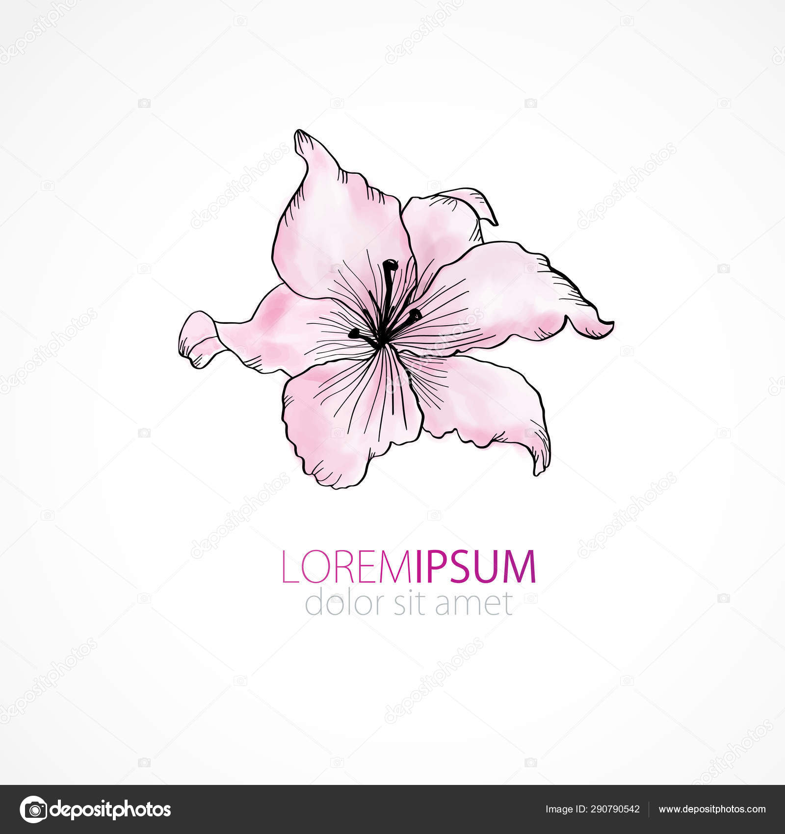 Lily. Hand drawn lily flower vector illustration. Lily sketch drawing