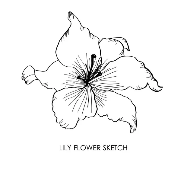 Lily. Hand drawn lily flower vector illustration. Lily sketch drawing. — Stock Vector