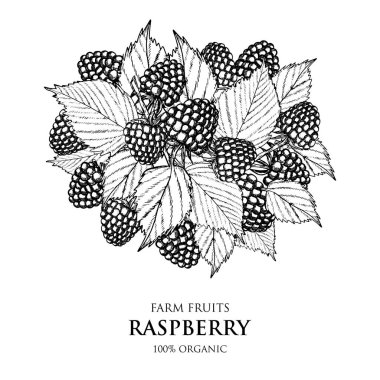 Ahududulu klasik etiket. Vektör çizimi. Meyve ve Sebze Toplama.