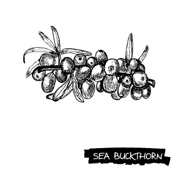 Espino cerval de mar dibujado a mano — Archivo Imágenes Vectoriales
