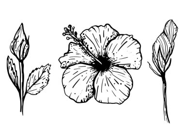 Mürekkep el çizimi tropikal amber çiçekleri. Tasarım için botanik elementler koleksiyonu, Vektör illüstrasyonu.