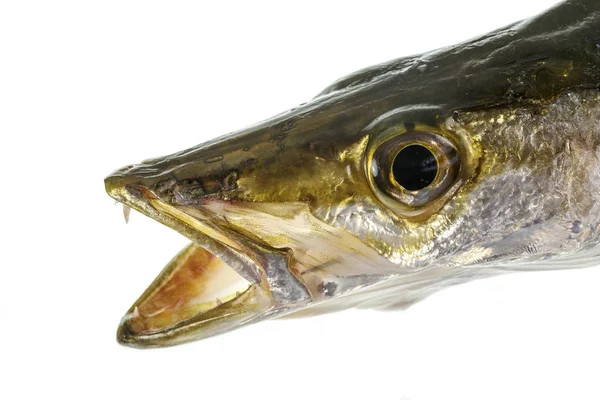 Cabeza Depredador Marino Feroz Barracuda Cola Amarilla Sphyraena Obtusata —  Fotos de Stock