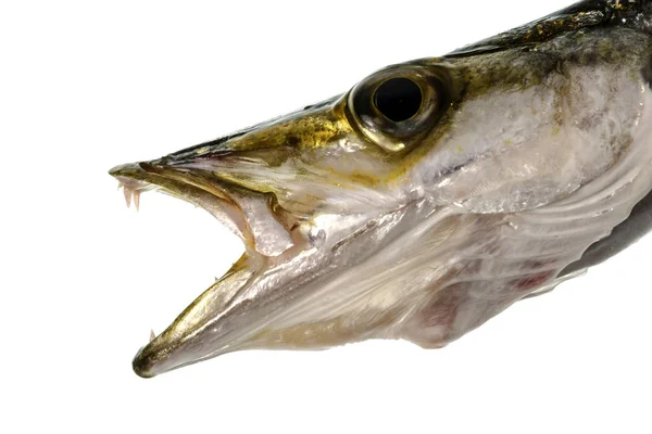 Head Ferocious Marine Predator Yellowtail Barracuda Sphyraena Obtusata — Stock Photo, Image