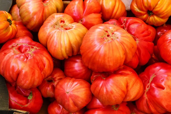 Oxheart Tomate Ist Eine Große Fleischtomate Die Einem Ochsenherz Ähnelt — Stockfoto