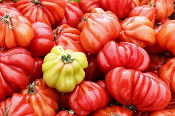 Oxheart Tomate Ist Eine Große Fleischtomate Die Einem Ochsenherz Ähnelt — Stockfoto