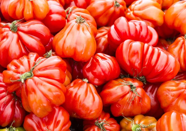 Oxheart Tomate Ist Eine Große Fleischtomate Die Einem Ochsenherz Ähnelt — Stockfoto