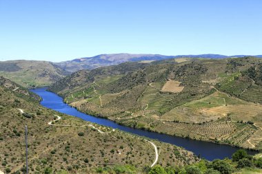 Alçak irtifa schisty tepeler, nehir ve üzüm bağları teraslar Douro Valley, Portekiz muhteşem görünüm