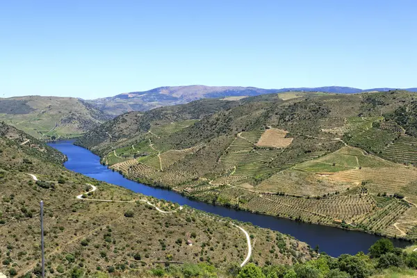 Magnificent View Low Altitude Schisty Hills River Vineyards Terraces Douro — Stock Photo, Image