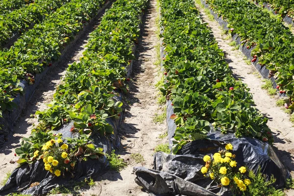 Campo Morango Localizado Glorioso Interior Sunshine Coast Austrália — Fotografia de Stock