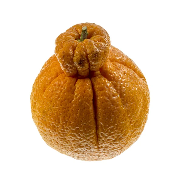 Sumo Citrus Называемый Dekopon Является Сортом Мандарина Семян Сладкий Отличительным — стоковое фото