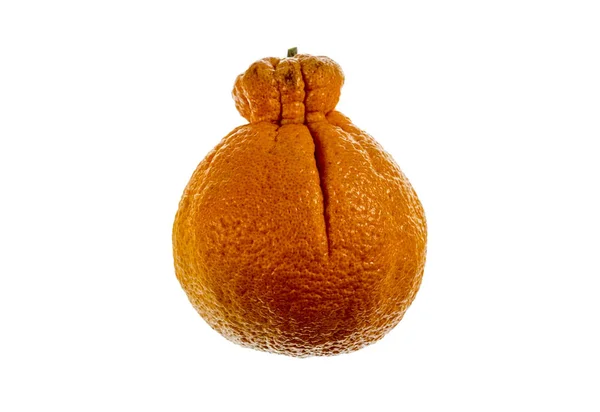 Sumo Citrus Även Kallad Dekopon Kärnfria Och Söt Mandarin Olika — Stockfoto