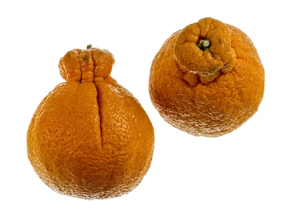 Sumo Citrus Également Appelé Dekopon Est Une Variété Mandarine Sans — Photo