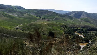 Kuzey Portekiz Coa Nehri Vadisi üzerinde üzüm bağları görünümünü geniş panoranic