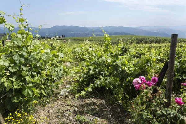 Región vitivinícola del Douro jalá Rosas y Vinos —  Fotos de Stock