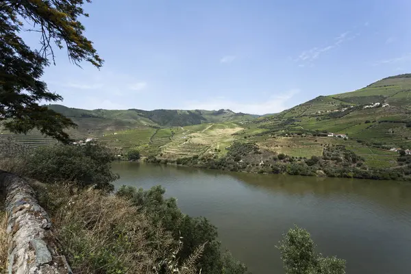 Panoramic View Port Wine Region Vineyards North Bank Douro River — Stock Photo, Image