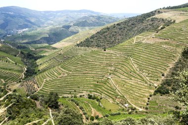 Douro şarap bölgesinde, Portekiz, onun mükemmel bağlantı noktası şaraplar için ünlü üzüm bağları muhteşem panoramik manzaralı